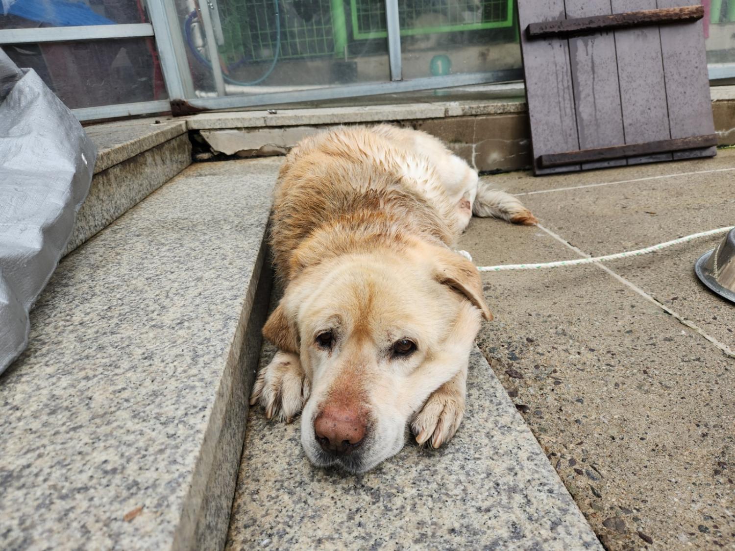 광주 동물보호소_429360202300145